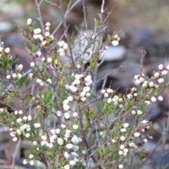 Cryptandra amara (Bitter Cryptandra) at Carwoola, NSW - 9 Aug 2019 by KumikoCallaway