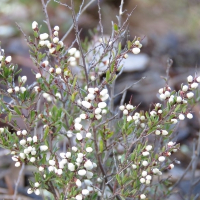 Cryptandra amara (Bitter Cryptandra) at Stony Creek Nature Reserve - 9 Aug 2019 by KumikoCallaway