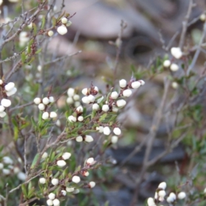 Cryptandra amara at Carwoola, NSW - 10 Aug 2019 09:39 AM