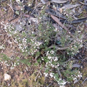 Cryptandra amara at Carwoola, NSW - 10 Aug 2019 09:39 AM