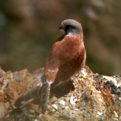 Falco cenchroides (Nankeen Kestrel) at Guerilla Bay, NSW - 11 Aug 2019 by jbromilow50