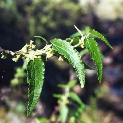 Gynatrix pulchella (Hemp Bush) at Banks, ACT - 2 Oct 2000 by MichaelBedingfield