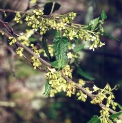 Gynatrix pulchella (Hemp Bush) at Banks, ACT - 23 Sep 2001 by MichaelBedingfield