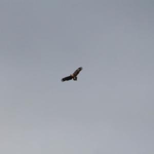 Aquila audax at Majura, ACT - 11 Aug 2019 03:29 PM