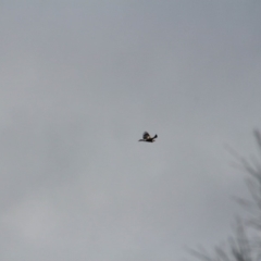 Aquila audax at Majura, ACT - 11 Aug 2019 03:29 PM