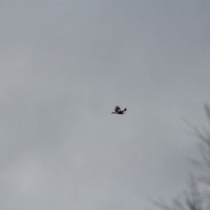 Aquila audax at Majura, ACT - 11 Aug 2019 03:29 PM