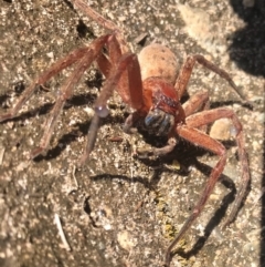 Heteropoda jugulans (Brown Huntsman Spider) at Doonan, QLD - 11 Aug 2019 by JBudgie