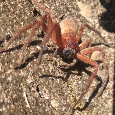 Heteropoda jugulans (Brown Huntsman Spider) at Doonan, QLD - 11 Aug 2019 by JBudgie