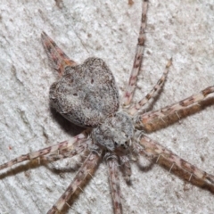 Tamopsis sp. (genus) (Two-tailed spider) at ANBG - 7 Aug 2019 by TimL