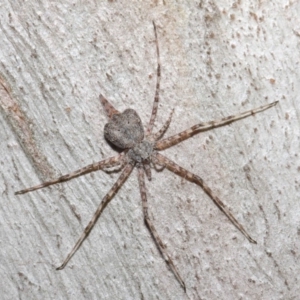 Tamopsis sp. (genus) at Hackett, ACT - 7 Aug 2019