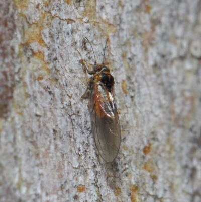 Psyllidae sp. (family) (Unidentified psyllid or lerp insect) at ANBG - 7 Aug 2019 by TimL