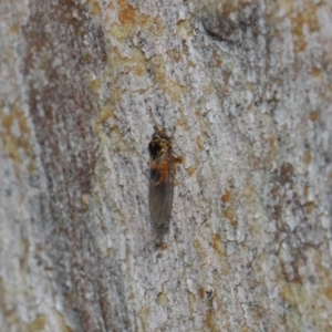 Psyllidae sp. (family) at Hackett, ACT - 7 Aug 2019