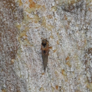 Psyllidae sp. (family) at Hackett, ACT - 7 Aug 2019