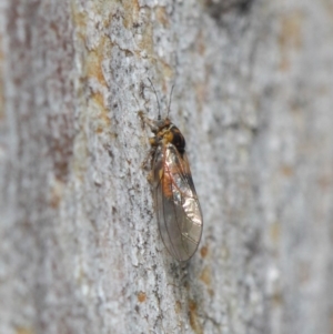 Psyllidae sp. (family) at Hackett, ACT - 7 Aug 2019