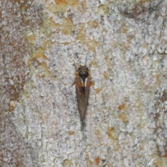 Psyllidae sp. (family) at Hackett, ACT - 7 Aug 2019