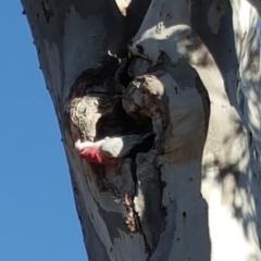 Eolophus roseicapilla (Galah) at O'Malley, ACT - 12 Aug 2019 by Mike