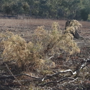 Cassinia sifton at Jerrabomberra, ACT - 12 Aug 2019