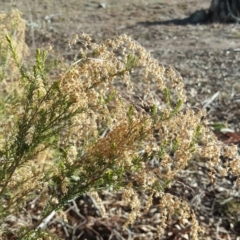 Cassinia sifton at Jerrabomberra, ACT - 12 Aug 2019