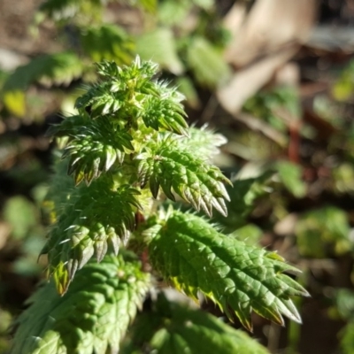 Urtica urens (Small Nettle) at Jerrabomberra, ACT - 12 Aug 2019 by Mike