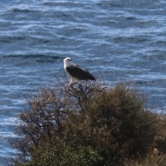 Haliaeetus leucogaster (White-bellied Sea-Eagle) at Guerilla Bay, NSW - 11 Aug 2019 by jbromilow50