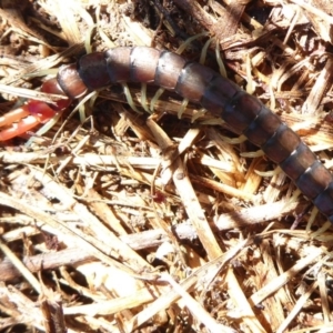 Cormocephalus aurantiipes at Latham, ACT - 12 Aug 2019