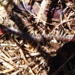 Cormocephalus aurantiipes at Latham, ACT - 12 Aug 2019 02:22 PM