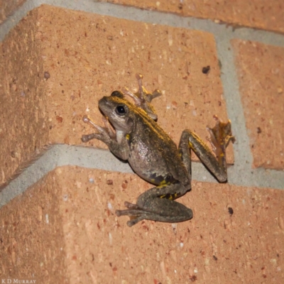 Litoria peronii (Peron's Tree Frog, Emerald Spotted Tree Frog) at Watson, ACT - 15 Jan 2019 by kdm