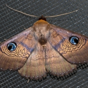 Dasypodia selenophora at Watson, ACT - 9 Mar 2019