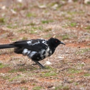 Corcorax melanorhamphos at Watson, ACT - 11 Jul 2019 12:00 AM