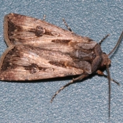 Agrotis munda (Brown Cutworm) at Lilli Pilli, NSW - 8 Aug 2019 by jbromilow50