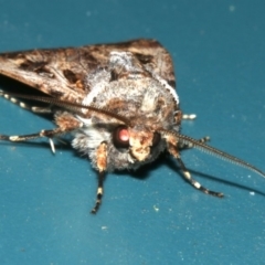 Agrotis munda at Lilli Pilli, NSW - 8 Aug 2019 10:58 PM