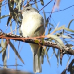 Pachycephala pectoralis at Kambah, ACT - 10 Aug 2019