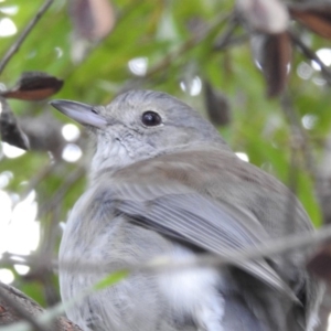 Colluricincla harmonica at Kambah, ACT - 10 Aug 2019 03:32 PM