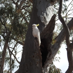 Cacatua galerita at Aranda, ACT - 11 Aug 2019 11:06 AM