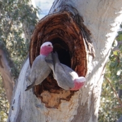 Eolophus roseicapilla (Galah) at Hughes, ACT - 12 Aug 2019 by JackyF