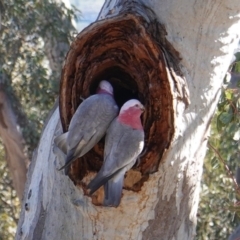 Eolophus roseicapilla at Hughes, ACT - 12 Aug 2019 10:45 AM