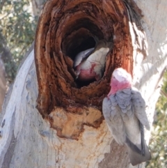 Eolophus roseicapilla at Hughes, ACT - 12 Aug 2019 10:45 AM