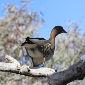 Chenonetta jubata at Kambah, ACT - 10 Aug 2019 09:10 AM