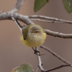 Smicrornis brevirostris (Weebill) at Mount Majura - 9 Aug 2019 by kdm