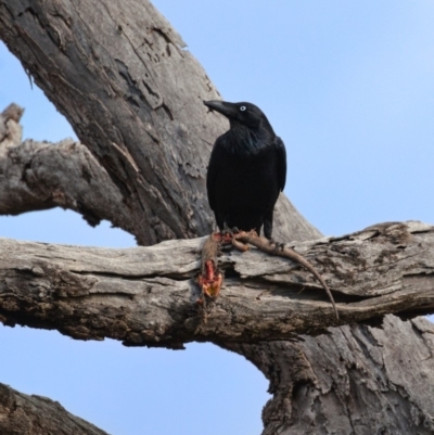 Corvus coronoides (Australian Raven) at Mount Majura - 10 Aug 2019 by kdm
