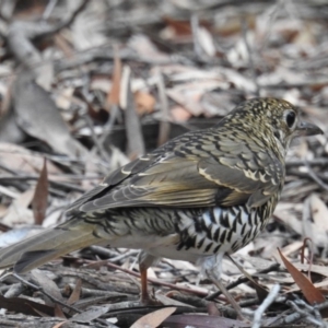 Zoothera lunulata at Hackett, ACT - 4 Jul 2019 01:37 PM