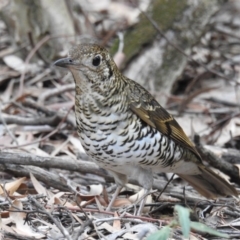 Zoothera lunulata at Hackett, ACT - 4 Jul 2019 01:37 PM