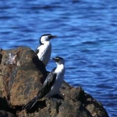 Microcarbo melanoleucos (Little Pied Cormorant) at Lilli Pilli, NSW - 9 Aug 2019 by jbromilow50