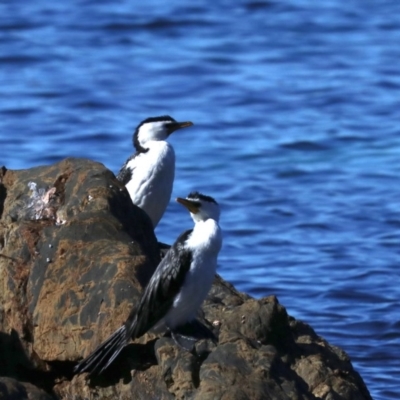 Microcarbo melanoleucos (Little Pied Cormorant) at Lilli Pilli, NSW - 9 Aug 2019 by jbromilow50