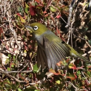 Zosterops lateralis at Lilli Pilli, NSW - 9 Aug 2019 03:24 PM