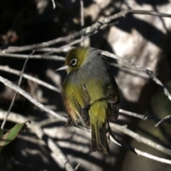 Zosterops lateralis at Lilli Pilli, NSW - 9 Aug 2019 03:24 PM