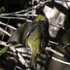Zosterops lateralis at Lilli Pilli, NSW - 9 Aug 2019 03:24 PM