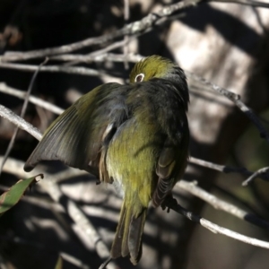 Zosterops lateralis at Lilli Pilli, NSW - 9 Aug 2019 03:24 PM