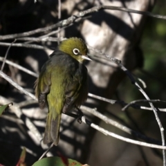Zosterops lateralis at Lilli Pilli, NSW - 9 Aug 2019 03:24 PM