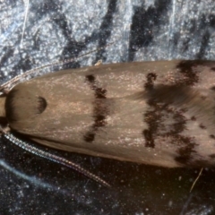 Compsotropha strophiella (A Concealer moth (Wingia group)) at Lilli Pilli, NSW - 10 Aug 2019 by jb2602